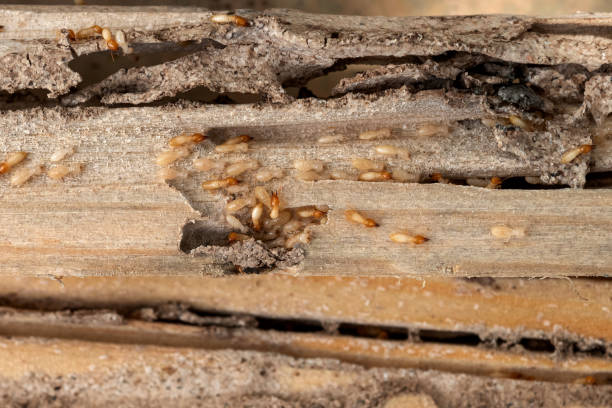 Best Pest Control Near Me  in Bell Gardens, CA