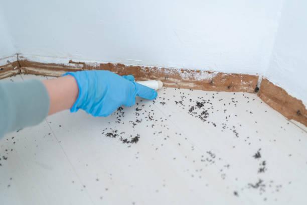 Best Termite Control Services  in Bell Gardens, CA
